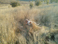 Setter Anglais DESIANENSIS ZOE Setter Anglais DESIANENSIS ZOE